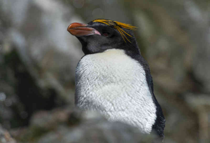 Pingüino Macaroni - islas Georgias del Sur 04.jpg